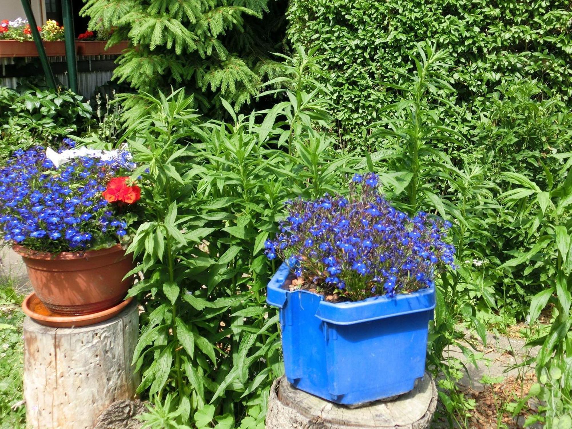 Holiday Home In Cattenstedt Harz With Garden Exteriör bild
